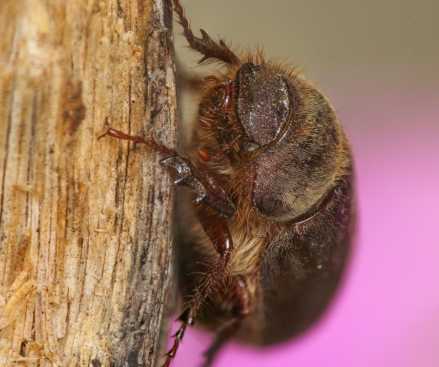 Melolonthidae: Aplidia etrusca